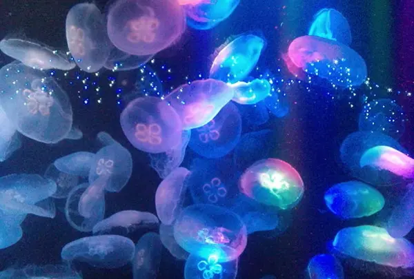 鶴岡市立加茂水族館
