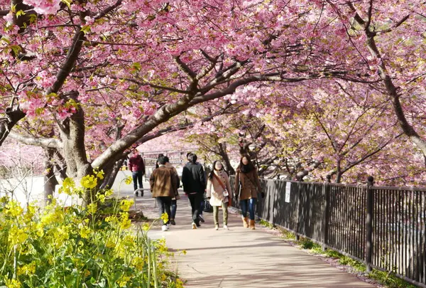 河津桜
