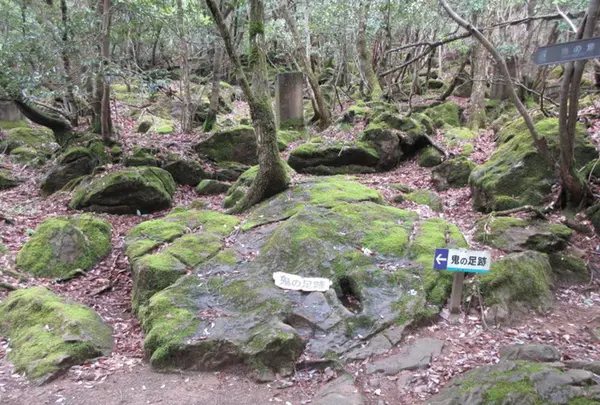 鬼の足跡の写真・動画_image_662572