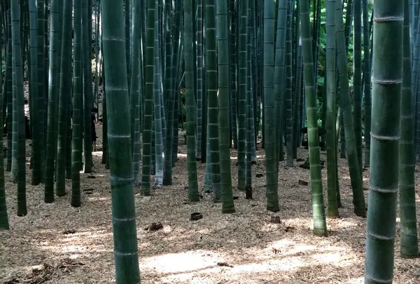 報国寺（竹寺）
