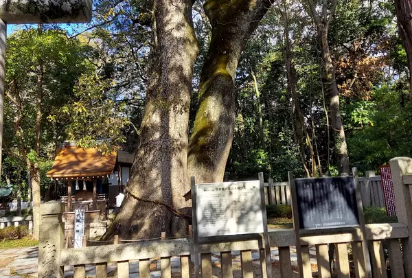 夫婦の大楠