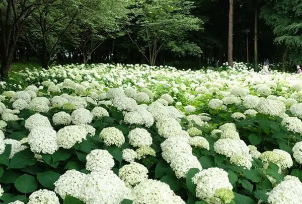 6月　相模原北公園　アナベル