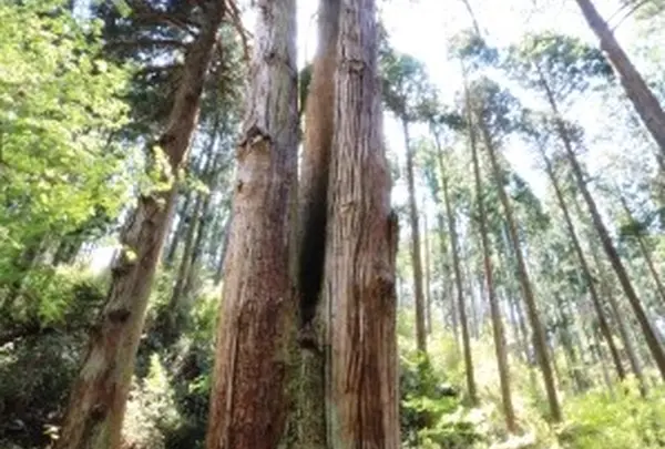 御岩神社