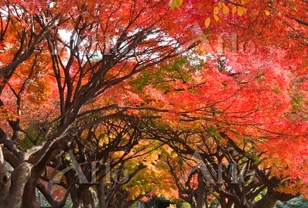 12月　小石川植物園