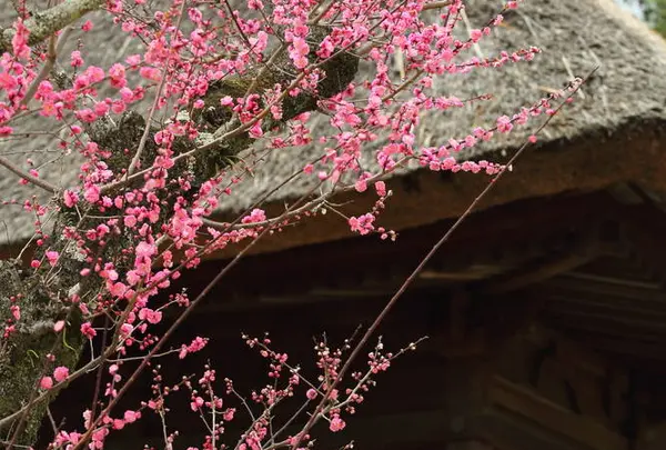 円窓梅林(片岡梅林)