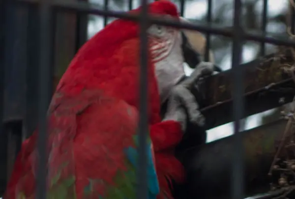 ベニコンゴウインコ