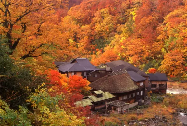 ここだけ情報⑦燃えるような紅葉で冬眠します。