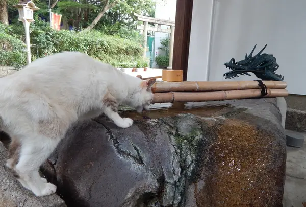 手水舎でも…