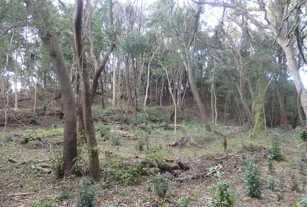 炬口城跡