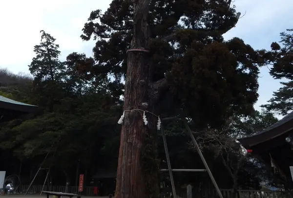 吉備津彦神社の写真・動画_image_125403