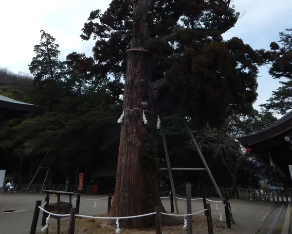 平安杉