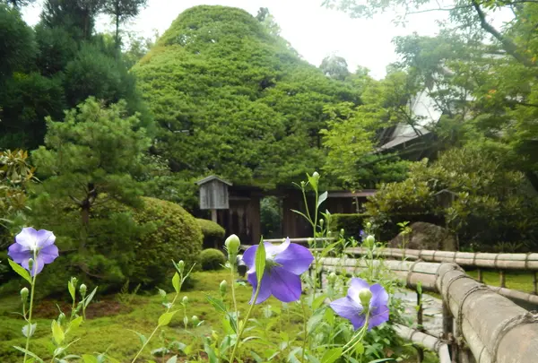 五葉の松