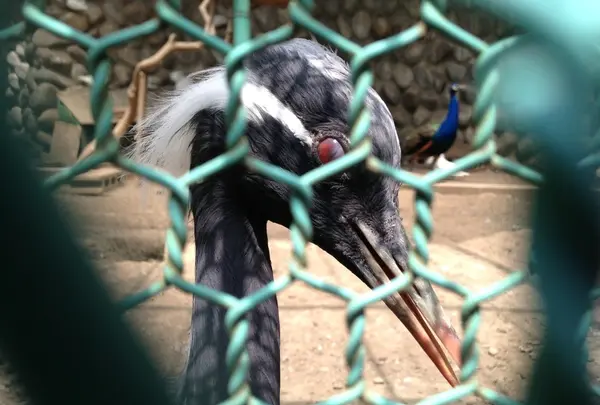 高崎公園