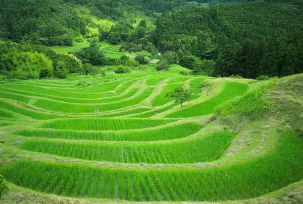 大山千枚田