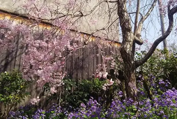 雲林院の写真・動画_image_128325