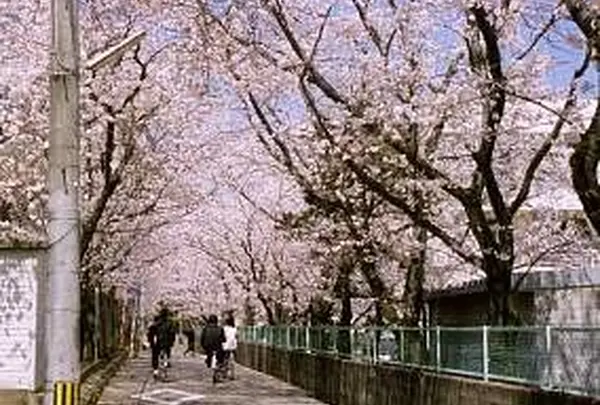 大分県立上野丘高等学校