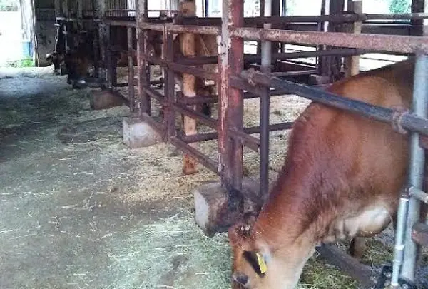 （有）丹後ジャージー牧場 ミルク工房そらの写真・動画_image_427488