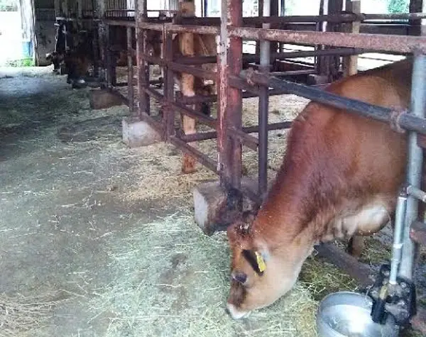 牧場を見学してみませんか🐄？