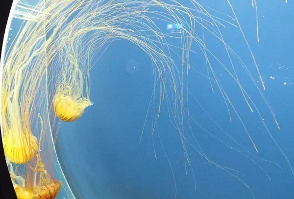 仙台うみの杜水族館の写真・動画_image_44037