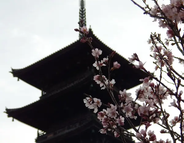 桜も咲いていました