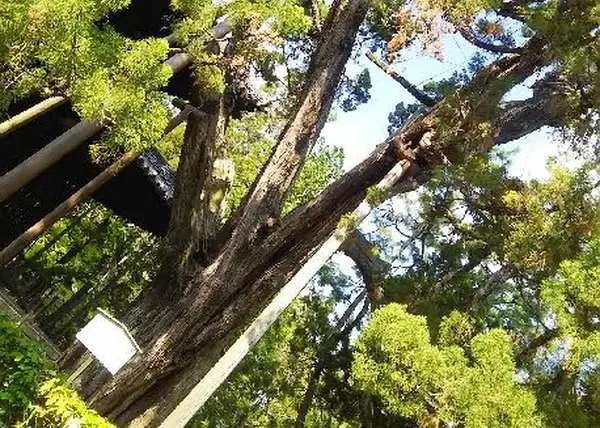 仏殿前にそびえるイブキの大樹