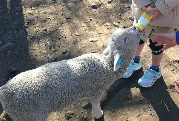伊香保の動物たち
