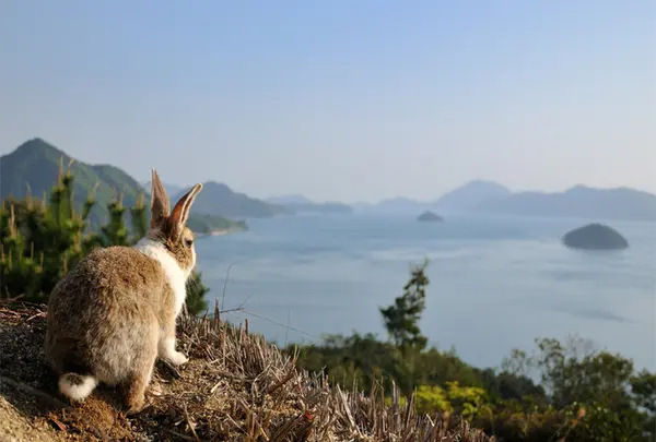 大久野島