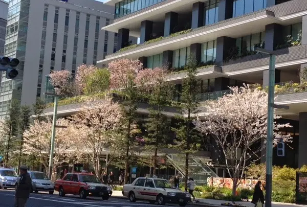 京橋にあるビルが桜の山になる。