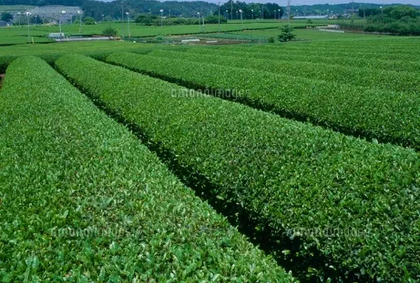 6月　入間の茶畑　茶摘み体験