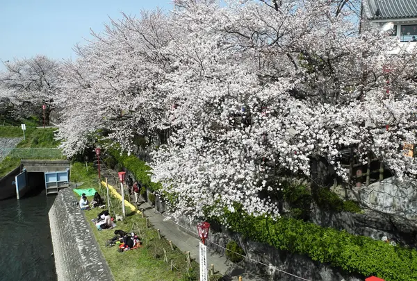 花見客で一杯に