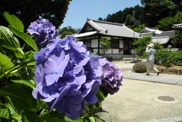 境内の鮮やかな紫陽花
