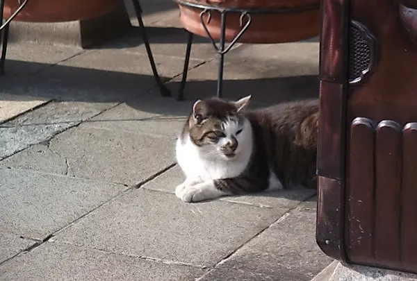 ここで猫写真を1枚