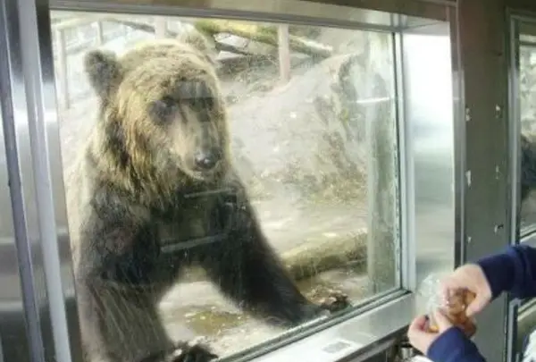 のぼりべつクマ牧場の写真・動画_image_143408