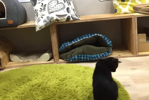 保護猫カフェ ネコリパブリック