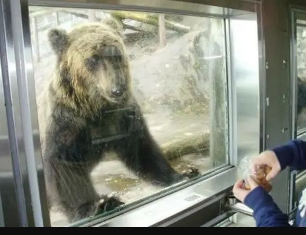 クマのエサやり