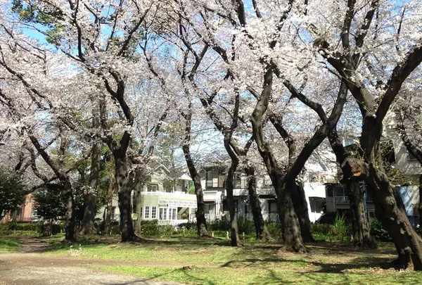 善福寺川緑地の写真・動画_image_17696