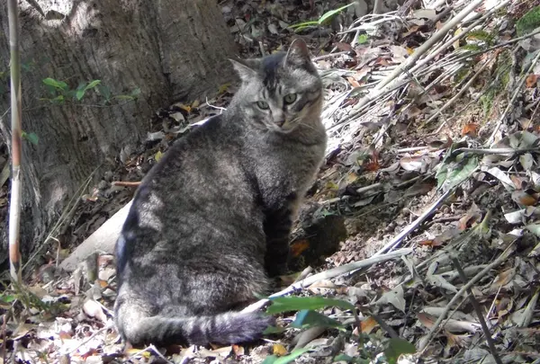 にゃんこに遭遇