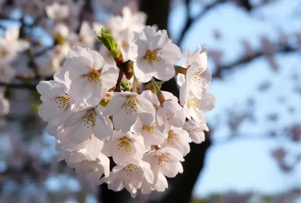 約800本の桜並木でのんびりタイム！