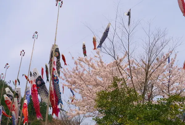 サクラとのコラボ