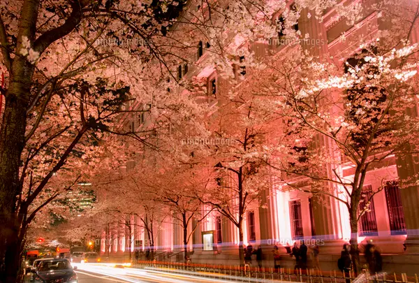 江戸桜通り