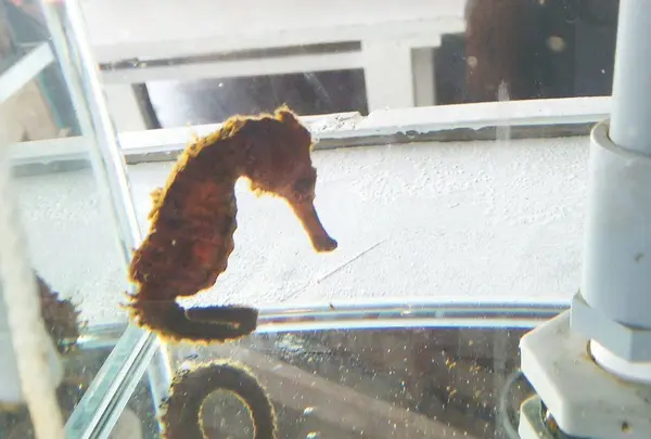 タツノオトシゴハウス