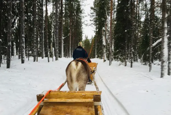 トナカイぞり - Levi Lapland Safaris Safari Club
