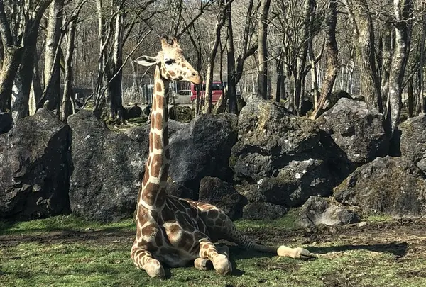 富士サファリパーク
