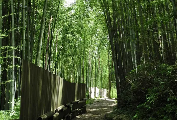 遺跡は竹やぶの中