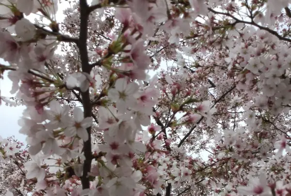 八幡神社から見える 桜並木の写真・動画_image_72357