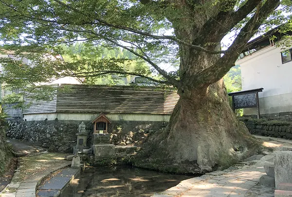 けやき水源の写真・動画_image_799464