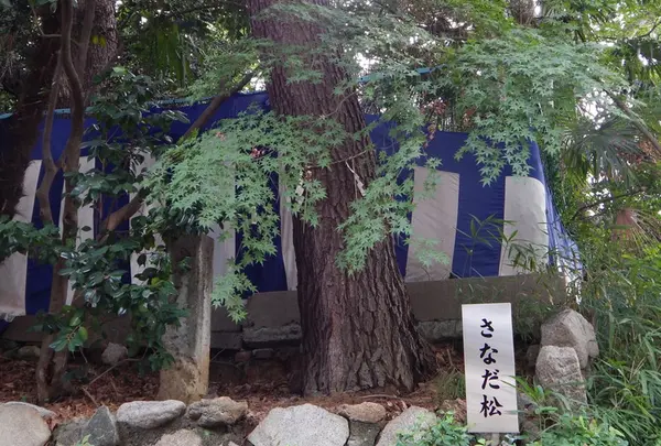 さなだ松（二代目）