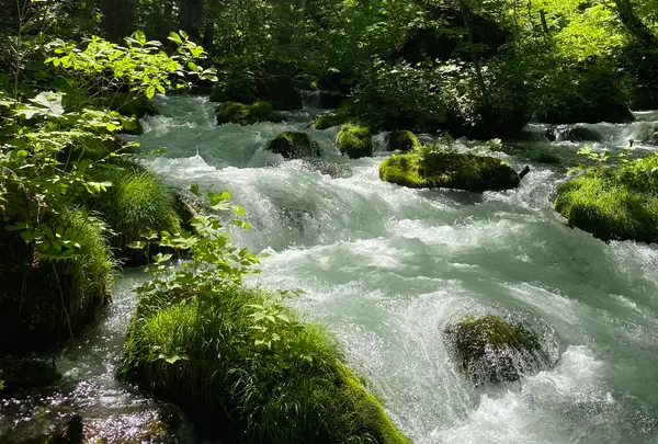 奥入瀬渓流