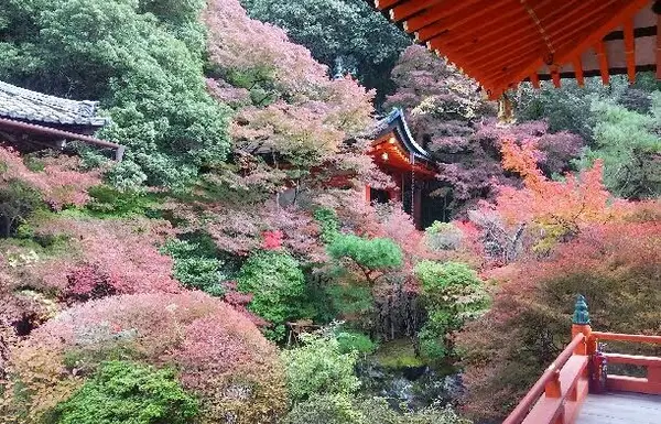本殿裏の紅葉が見事！！