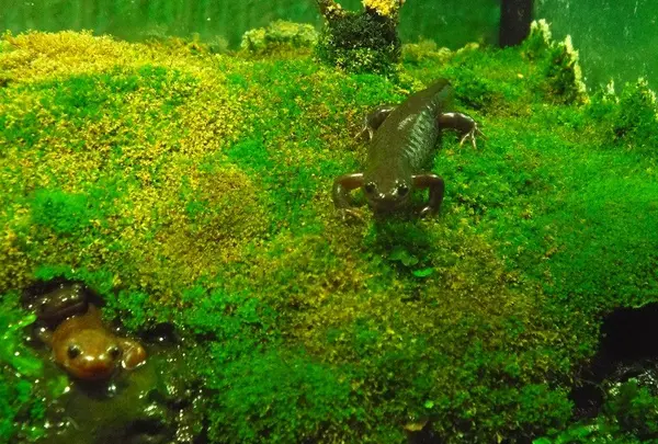 浅虫水族館の写真・動画_image_25363